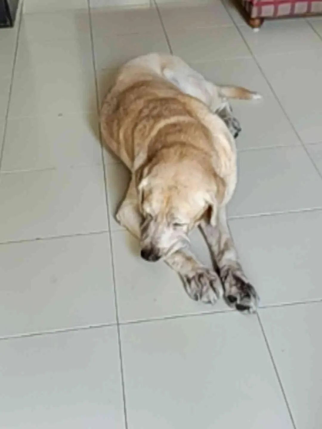 Noddy after the groom