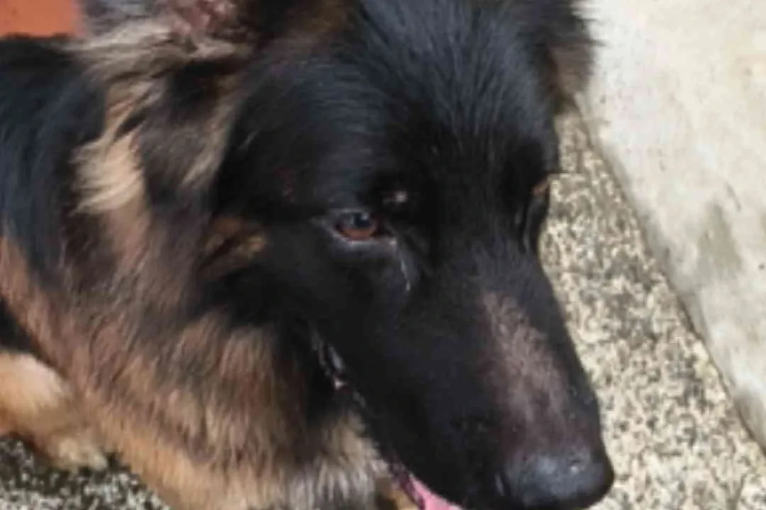 Jaxx after the walk