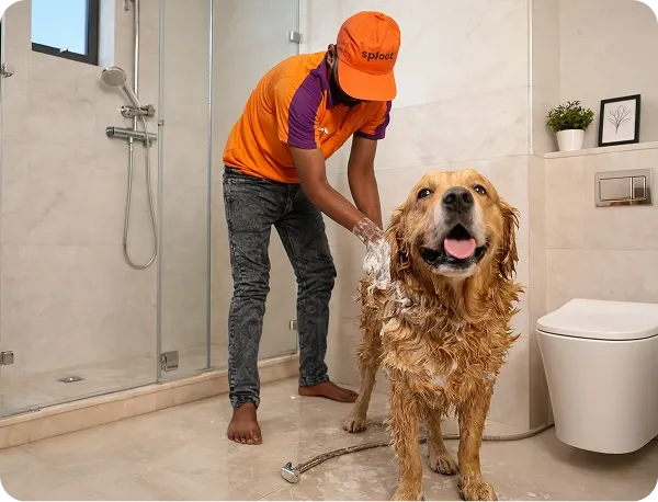 Sploot groomer grooming a dog at home