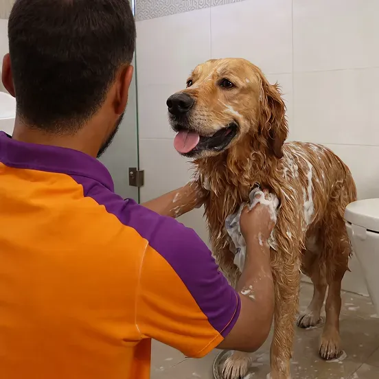 Sploot groomer pampering a dog at home