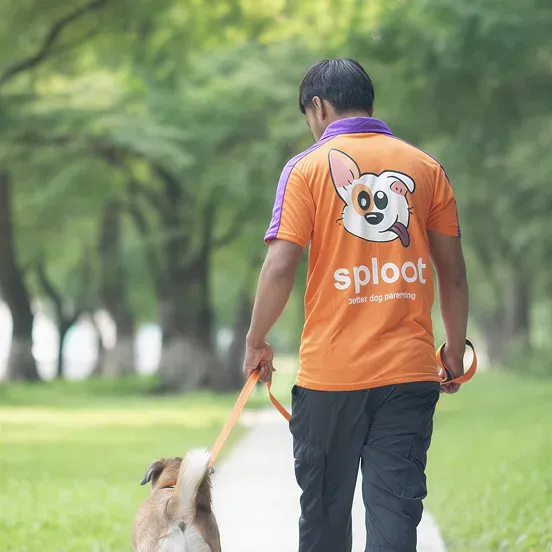 Sploot dog walker with a dog in the park
